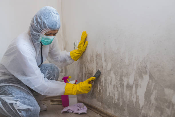 Best Mold Damage Restoration  in Newhall, IA