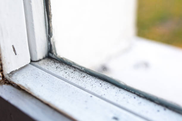 Best Forensic Mold Investigation  in Newhall, IA