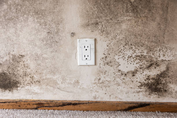 Best Mold Odor Removal Services  in Newhall, IA